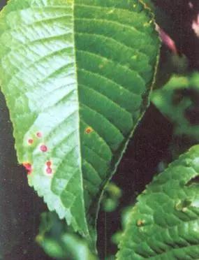 樱桃常见病虫害有哪些,樱桃常见病虫害有哪些症状