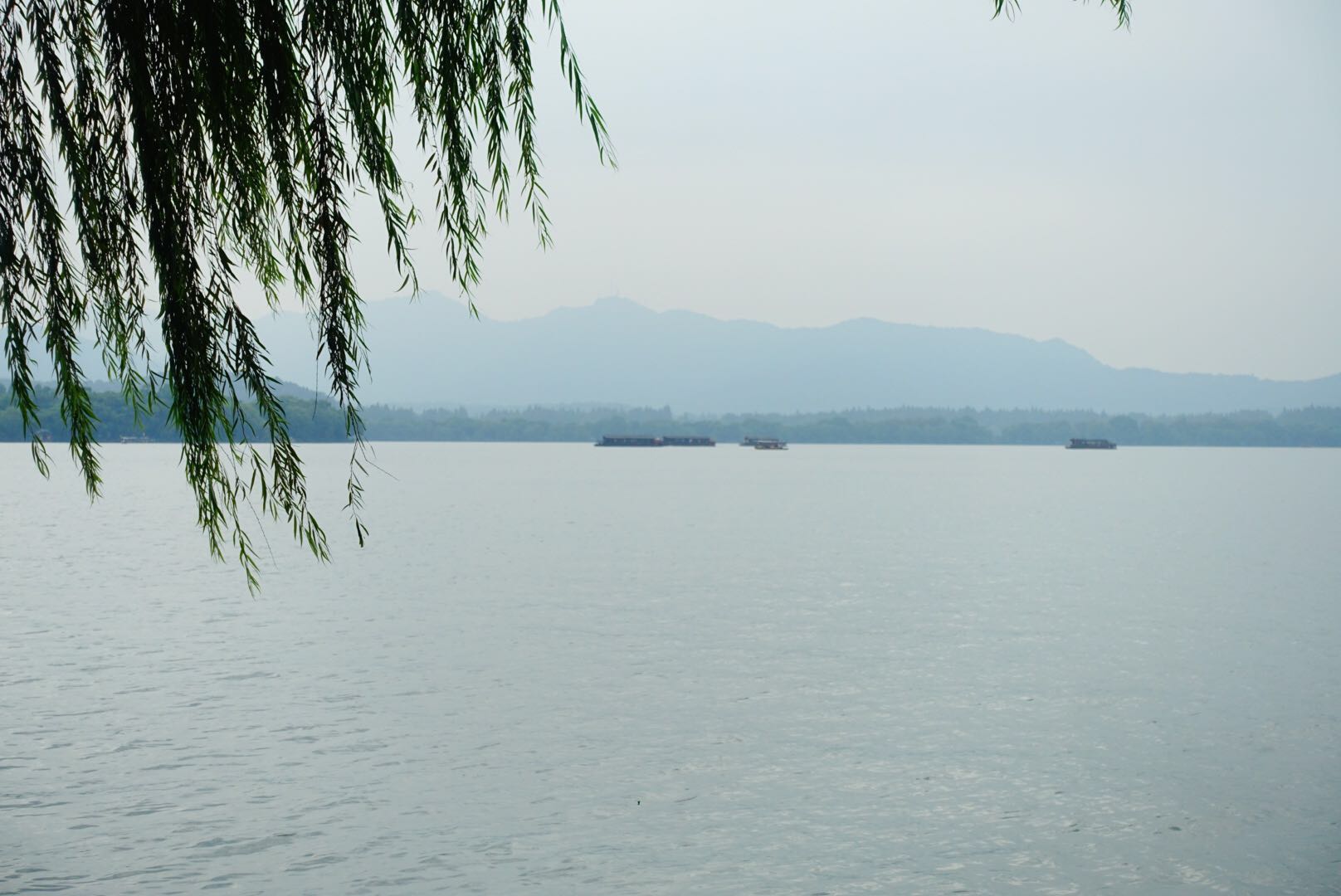 柳浪闻莺照片,柳浪闻莺曲谱