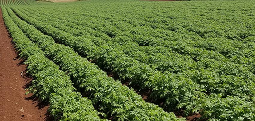 在农村种植什么赚钱,农村种植作物怎么赚钱的