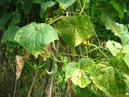 青霉病属于灰霉病还是软腐病,蔬菜霜霉灰霉病克星