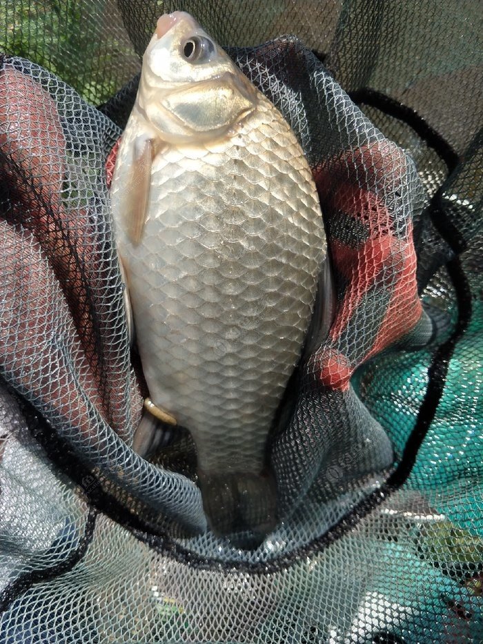 虾滑能用于野钓吗,虾滑拉饵好还是挂饵好