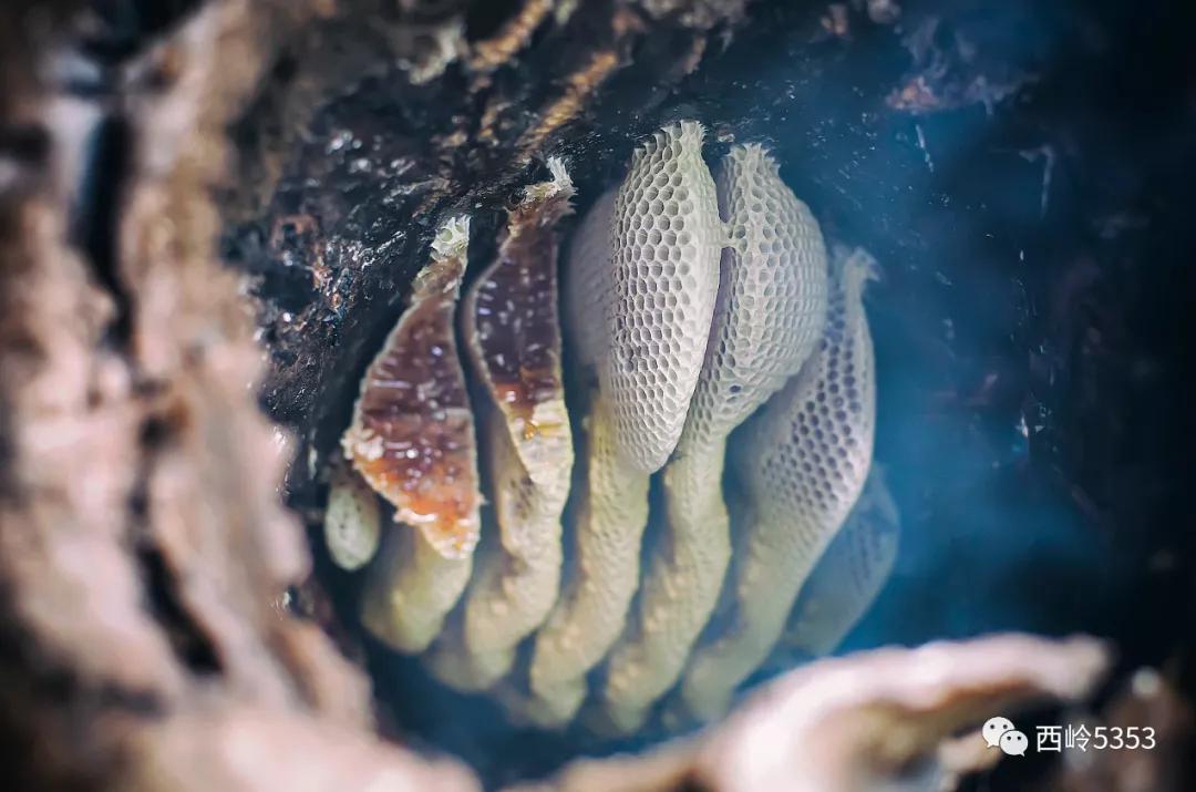 健康养生如天成，老挝特产铸永恒！老挝原生态系列全新上线