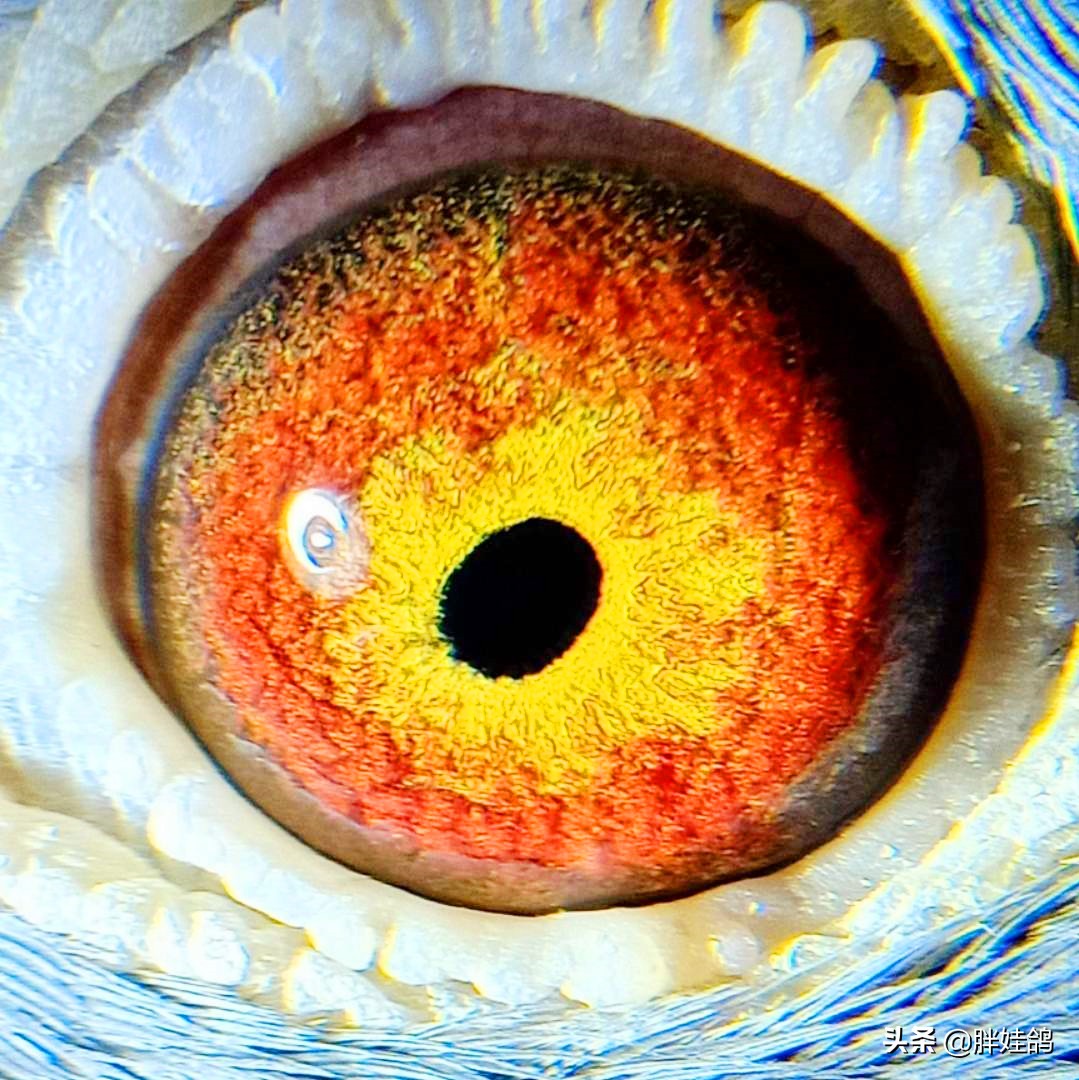 鸽子单眼伤风流泪最有效办法,鸽子单眼伤风用什么药治好