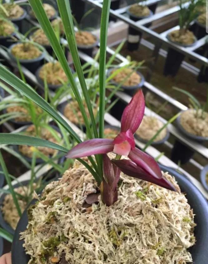 云南玉溪早年下山的一颗春兰红花素，现在成为市场炙手可热的精品