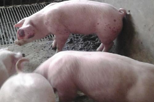 春季生猪口蹄疫怎么防治,猪口蹄疫高发季节是每年的几月份