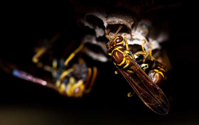 被蜜蜂和马蜂蛰的区别图片,被黄蜂或者胡蜂叮了怎么处理伤口