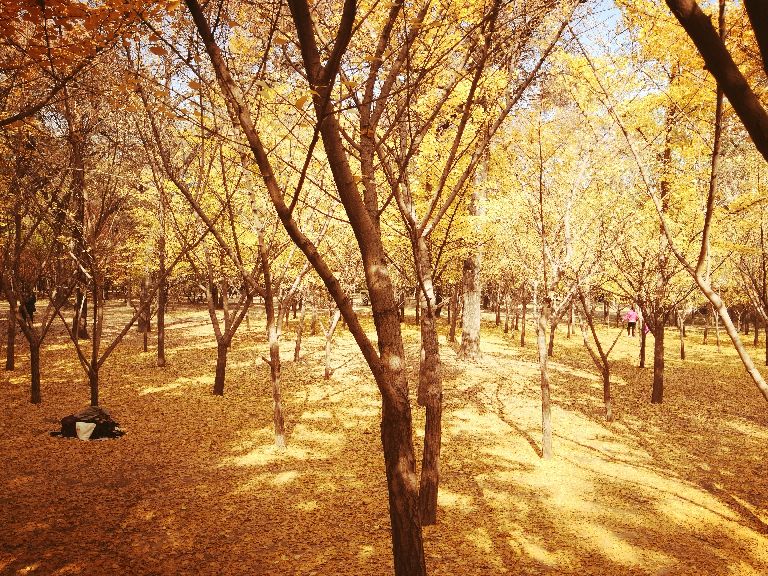 太原去哪里看秋景,太原的秋景有哪些