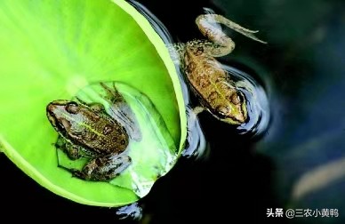 2025年寡妇年什么意思,2023年的寡妇年是啥意思