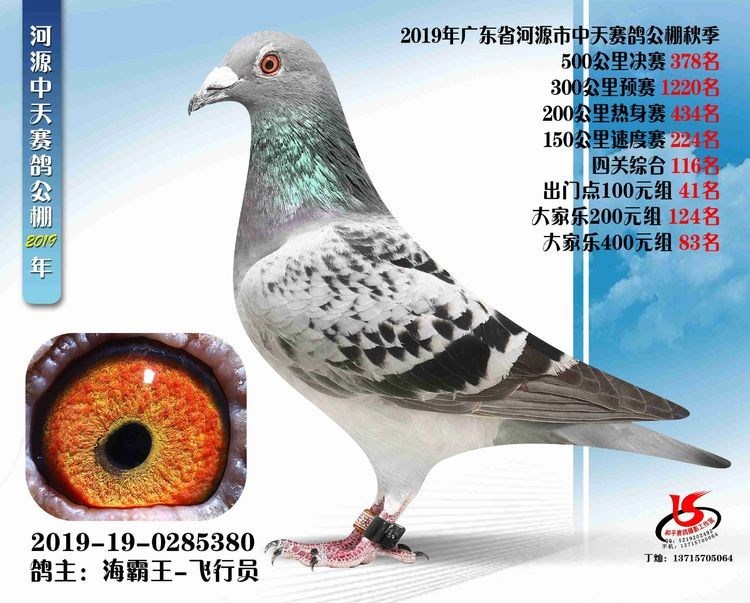 海霸王詹森纪录,冠霖公棚2017年获奖鸽欣赏