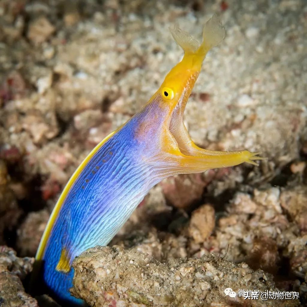 花里胡哨的淡水鱼,奇形怪状的海洋鱼
