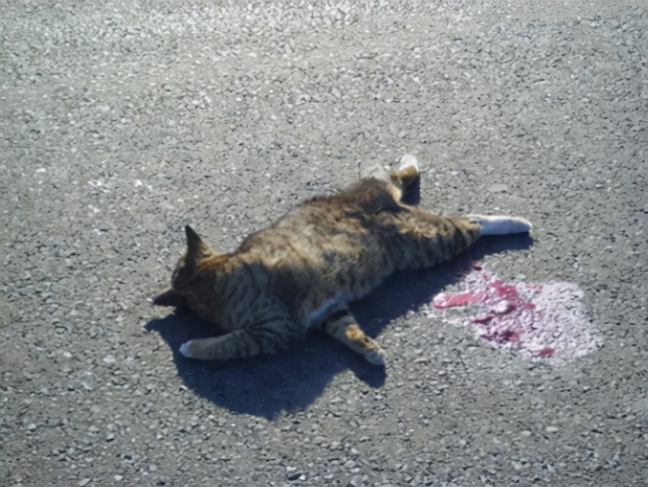 猫突然猝死有先兆吗,猫多久不会猝死