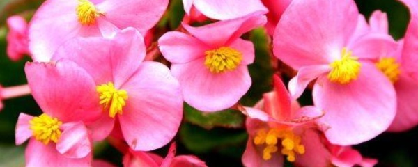 四季海棠花可以放室内吗,室内宜养的花海棠四季开花吗