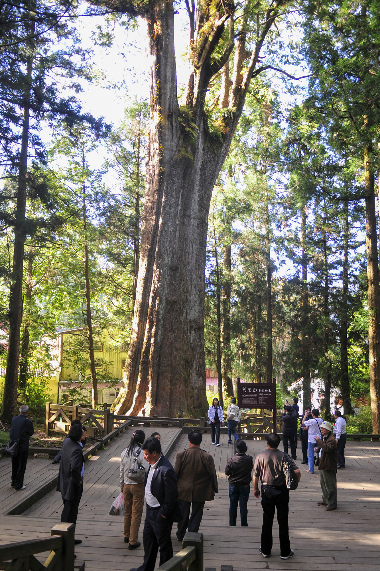 阿里山的故事传说,阿里山讲了一个什么故事