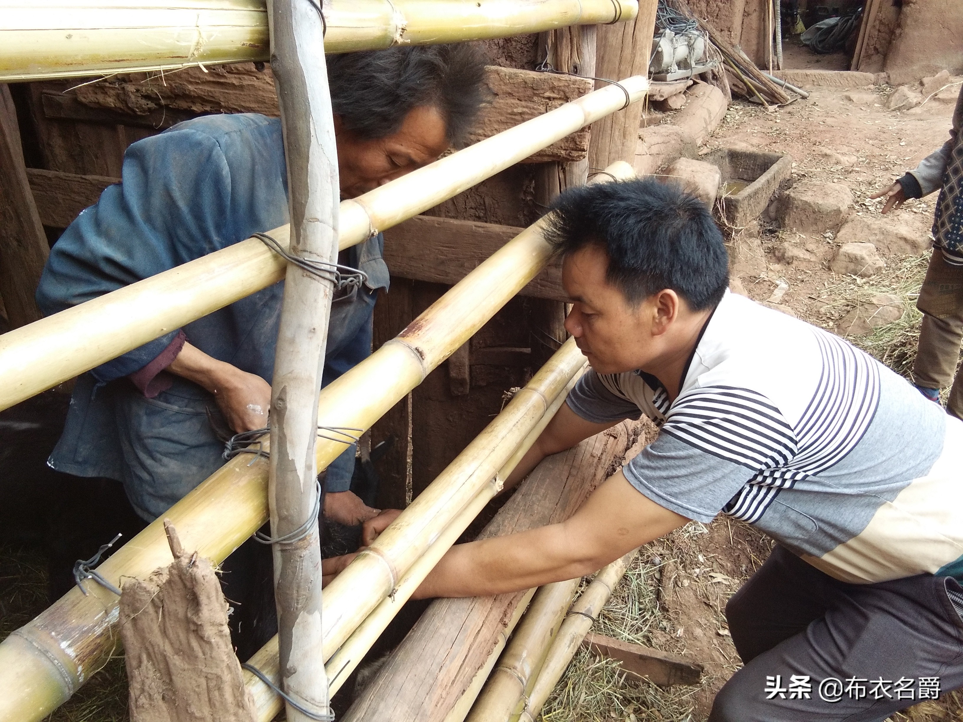 兽医宝典:能繁母猪产科疾病防治实践经验推广