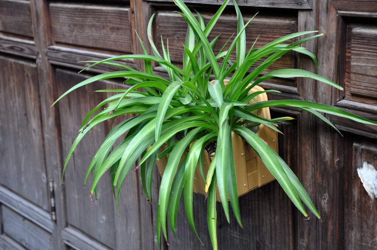 适合室内养的寓意好的大型绿植,什么样的绿植养起来带来好运