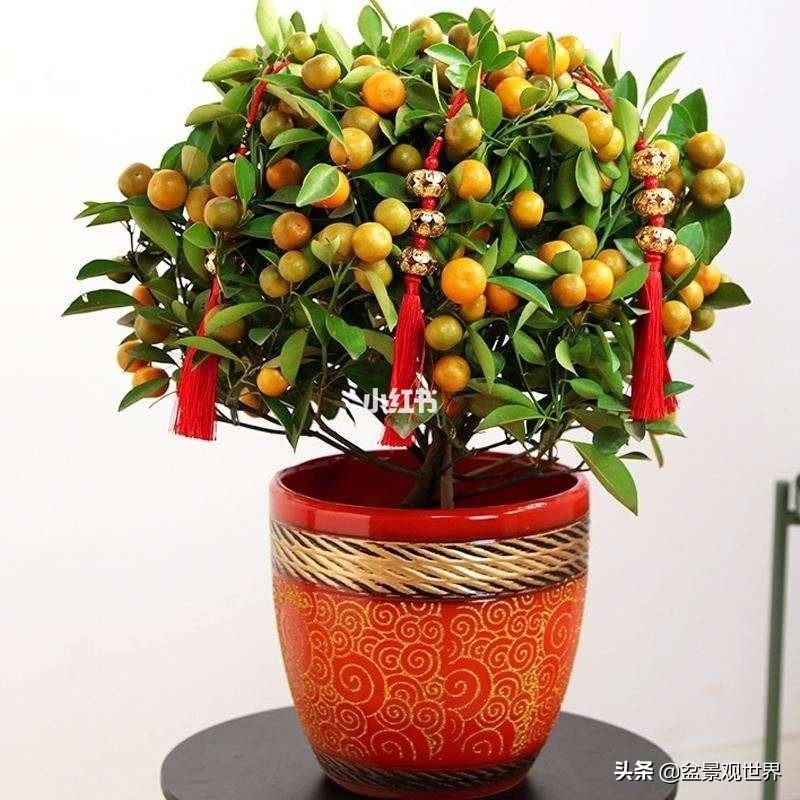 金桔不掉叶怎么办,年前买回盆栽金桔年后怎么种