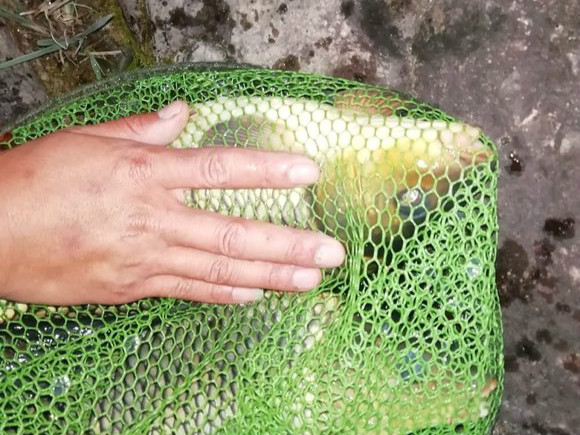 钓友分享自用的五款自制鱼饵配方,钓友们分享了一套配方