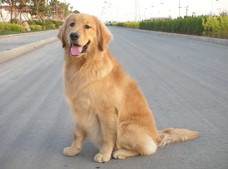 贪吃狗狗吞刀子,狗狗吞11只鸭子