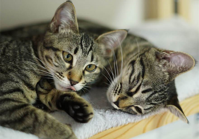 猫咪费洛蒙对猫有危害吗,猫咪费洛蒙使用注意事项