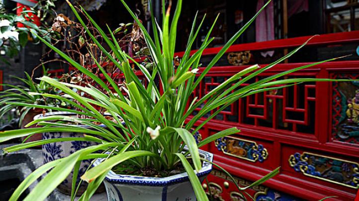 冬天吊兰绿萝扦插怎么养护,绿萝吊兰扦插多久发芽成活