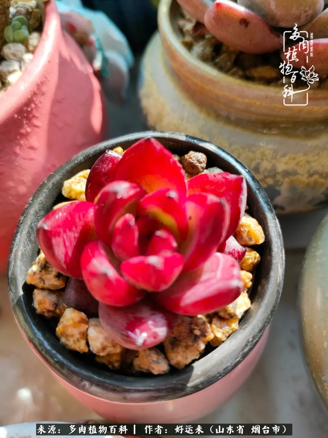 这世上怎么会有那么可爱的小可爱,这世上怎么有这么可爱的小生物