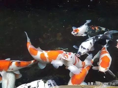 锦鲤长白毛最快的治疗方法,治疗锦鲤鱼病特效药