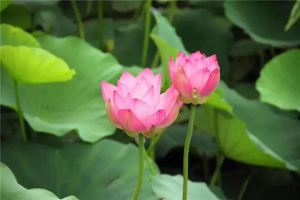 夏季最美荷花在哪里,山东最漂亮的荷花