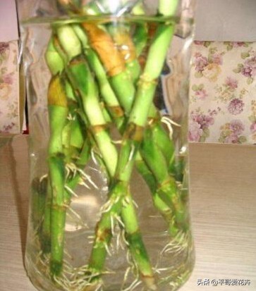 富贵竹黄叶用什么解决,富贵竹总黄叶