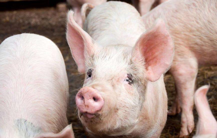 小猪耳朵发红有紫块是咋回事,小猪耳朵边缘发紫怎么回事