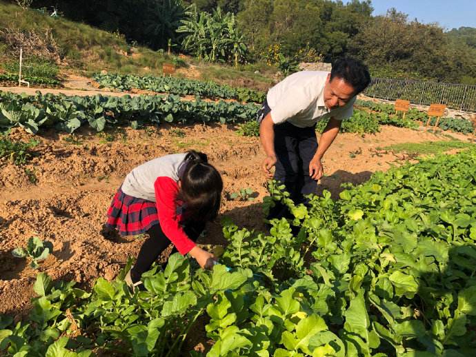 萝卜最佳种植季节,现在种植水果萝卜的方法