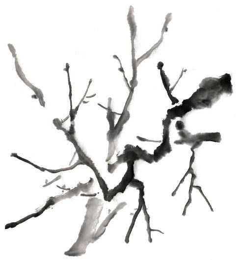 零基础梅花花朵入门画法,零基础学国画梅花入门步骤