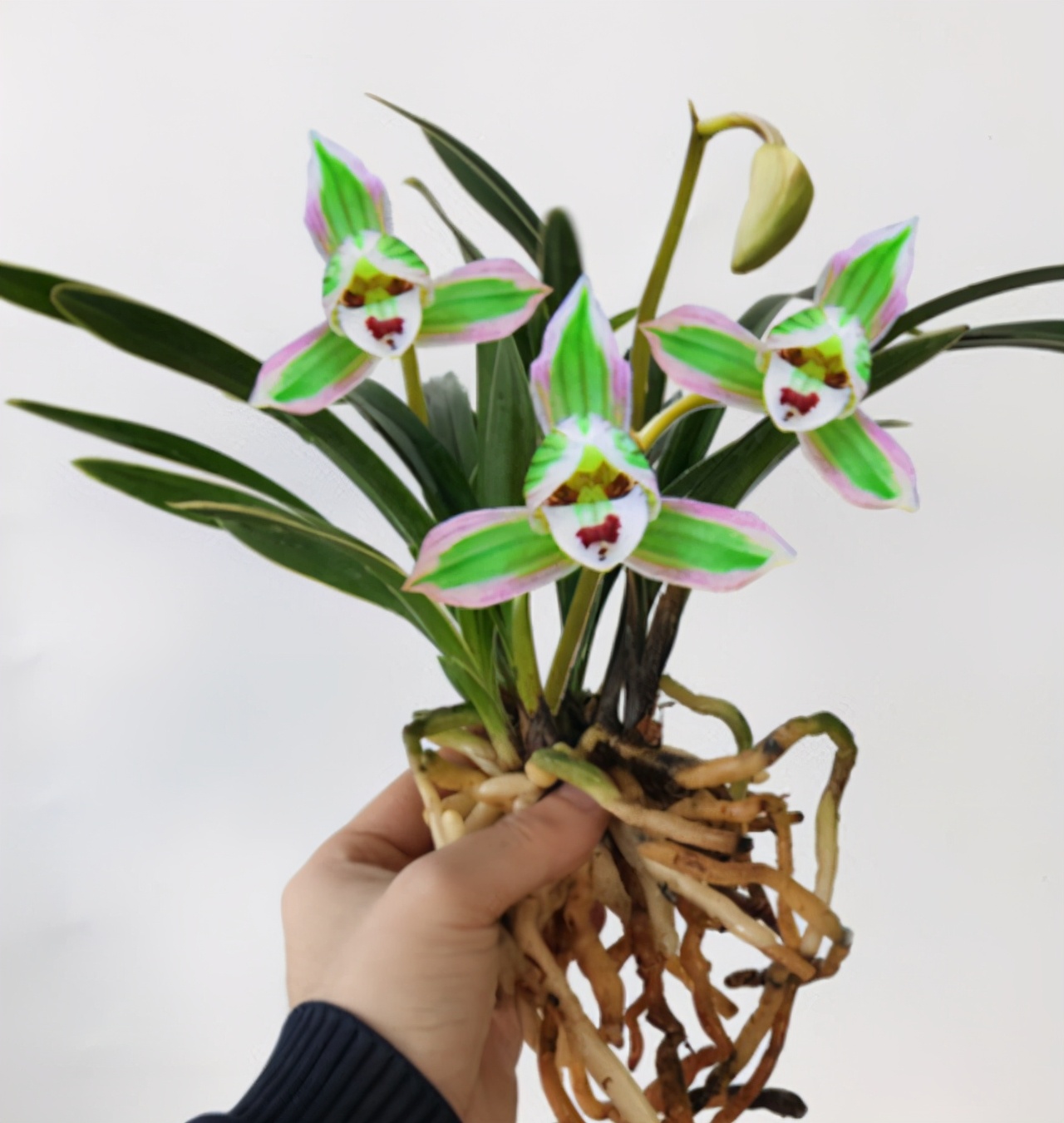 老品种花开富贵兰花,春兰帝王妃金边矮种兰花简介