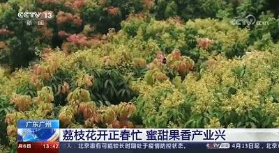 我是真的热啊,从化的天气有多冷