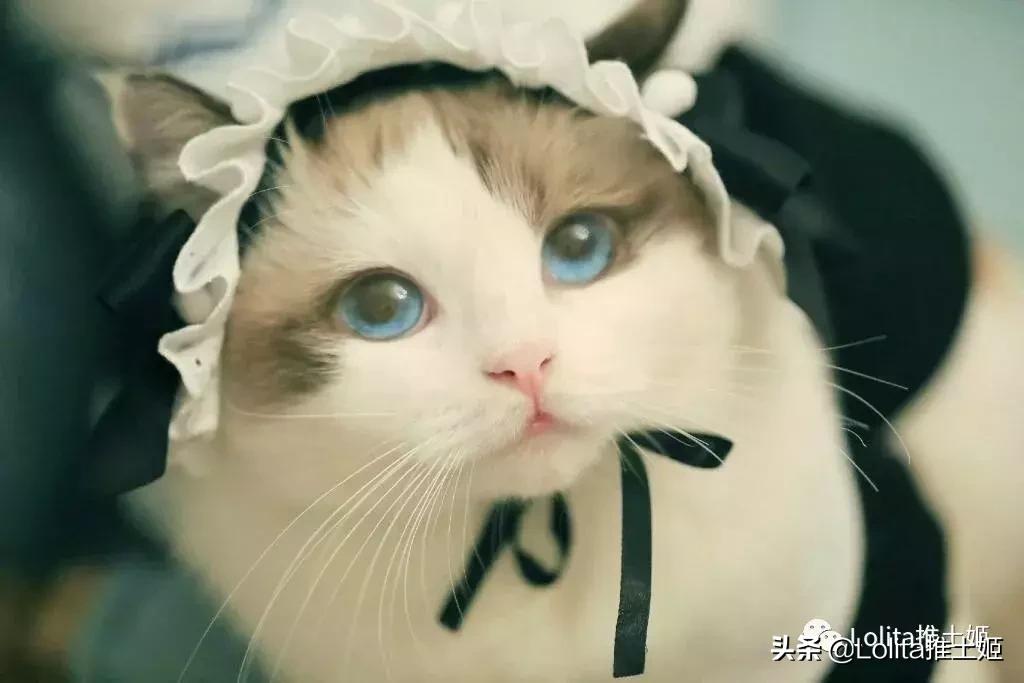 lolita撸猫,lolita撸猫猫