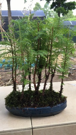 新手也能学会的修剪盆景技巧,枸杞盆景修剪技巧图解