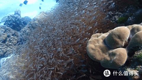 普吉岛aida考证,普吉padi潜水考证