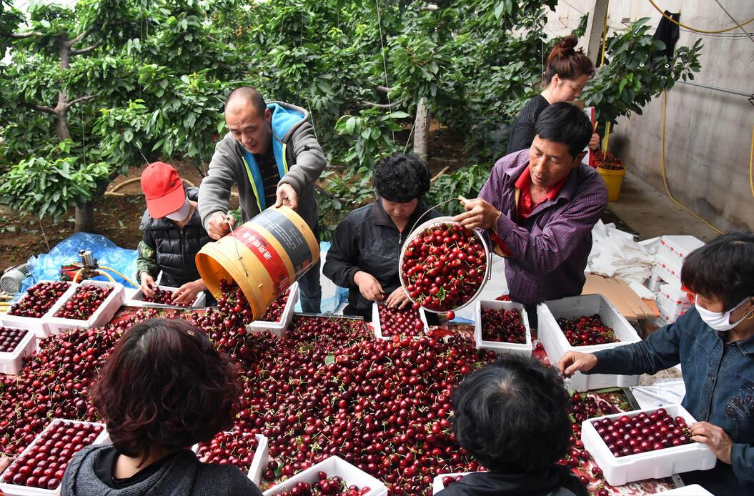 美早大樱桃可以冒充车厘子吗,冒充车厘子的樱桃