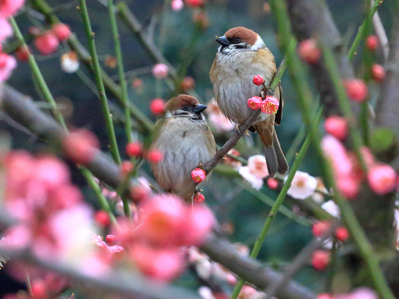 小麻雀脾气大,小麻雀脾气