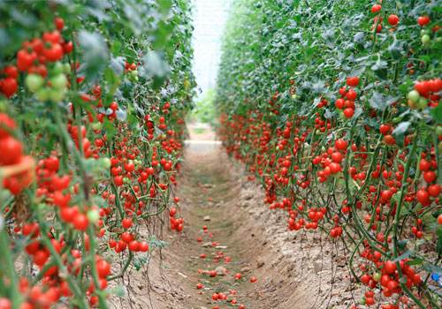圣女果长得慢怎么办,圣女果怎么只长高不结果
