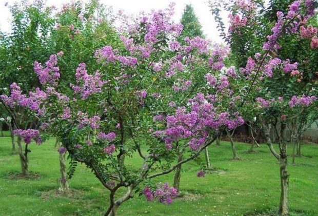 粉色和紫色的植物有哪些,紫色的植物有哪些品种