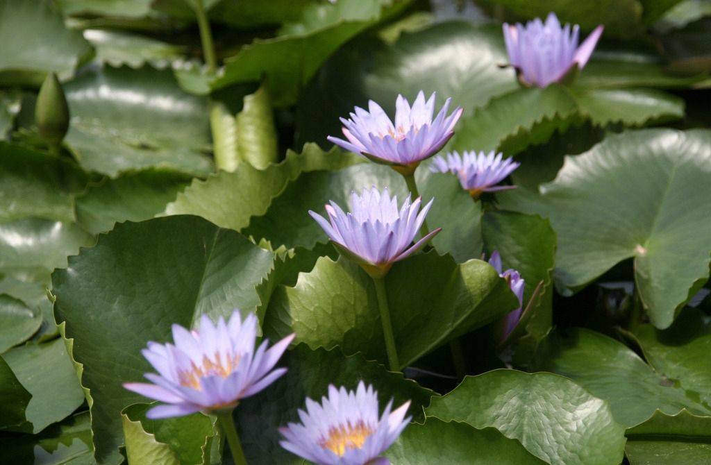 睡莲需要每年换吗,睡莲插花多久换一次水