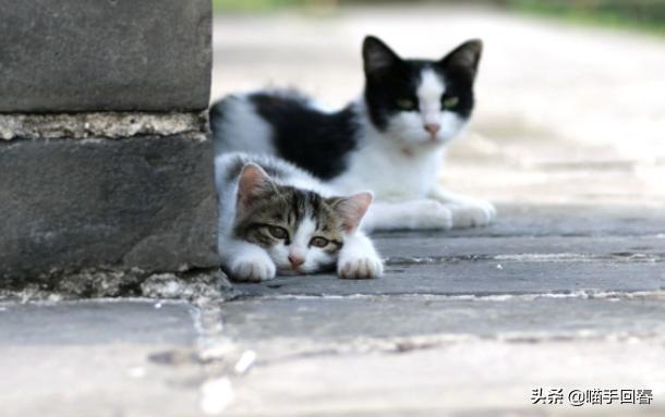 猫心内膜炎是种什么疾病？患病猫咪饱受痛苦，需铲屎官小心照看