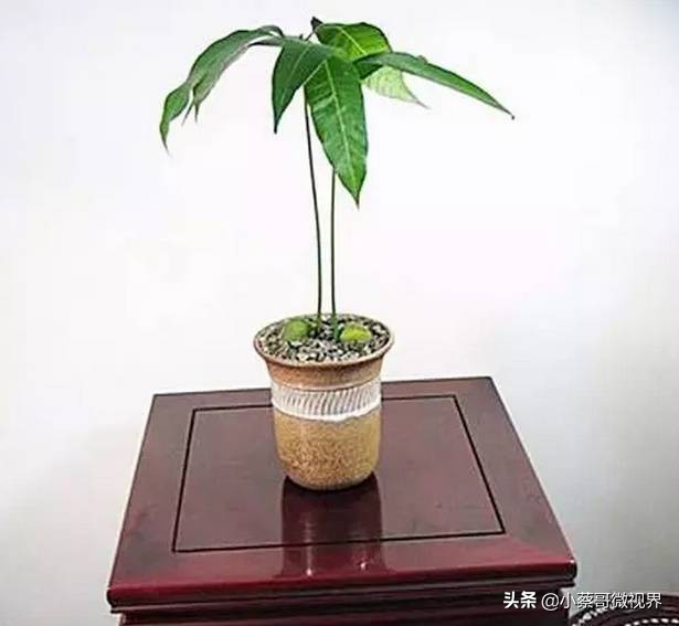 吃完的水果不要扔试试在家就能种,吃完的水果种子