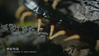 哪种蟑螂有药用价值,蟑螂药用价值是什么