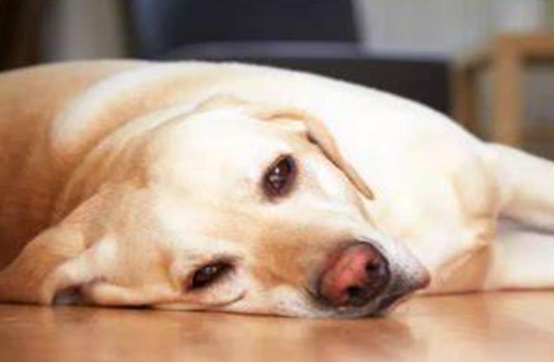 小狗尿黄有眼屎怎么降火,小狗尿尿是黄的