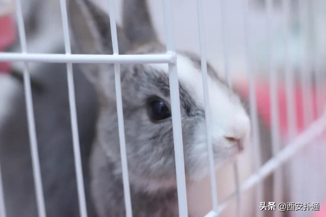 西安有哪些可以撸兔子的店,西安撸兔子的店