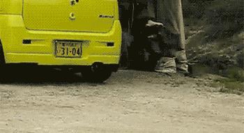 能不能养宠物鼠狗兔猫,能不能养宠物鼠猫狗呢