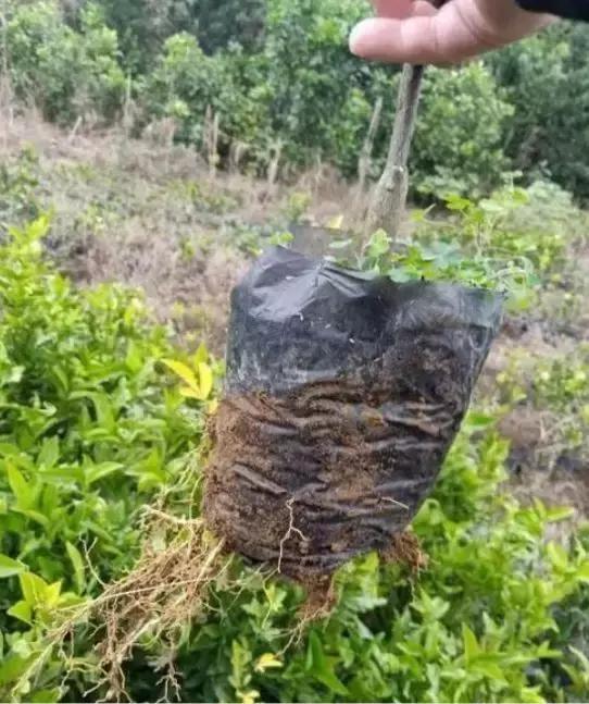 柑橘病虫害防治沙皮病,怎样防治柑橘粗皮果树病虫害