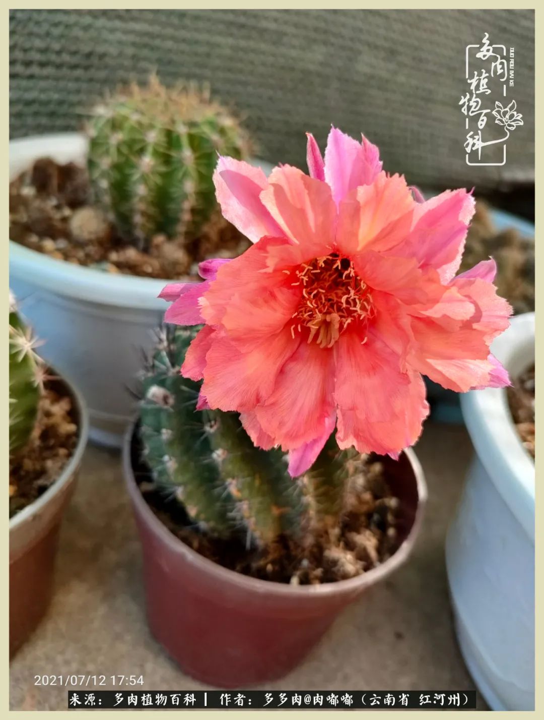 这个春天我们一起去赏花,这个季节我们一起去看花