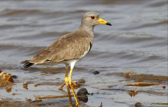 广东常见鸟类图谱图文,广东常见鸟类图谱